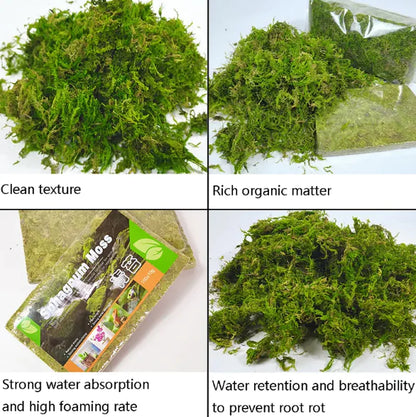 Compressed Natural Moss